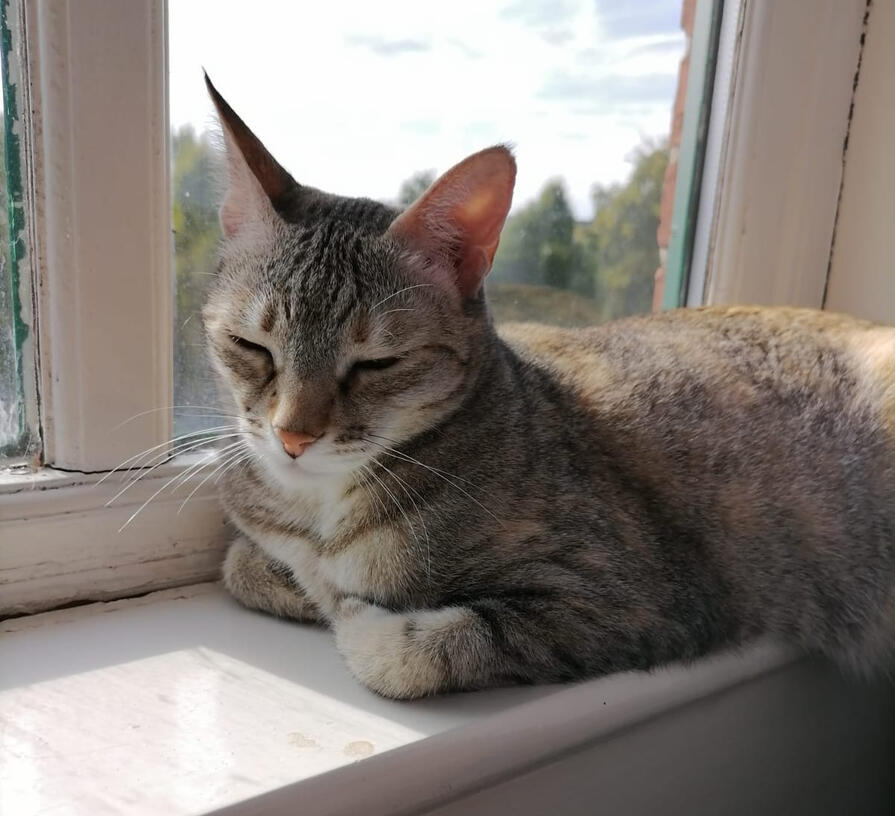 my cat Paru resting on a window sill