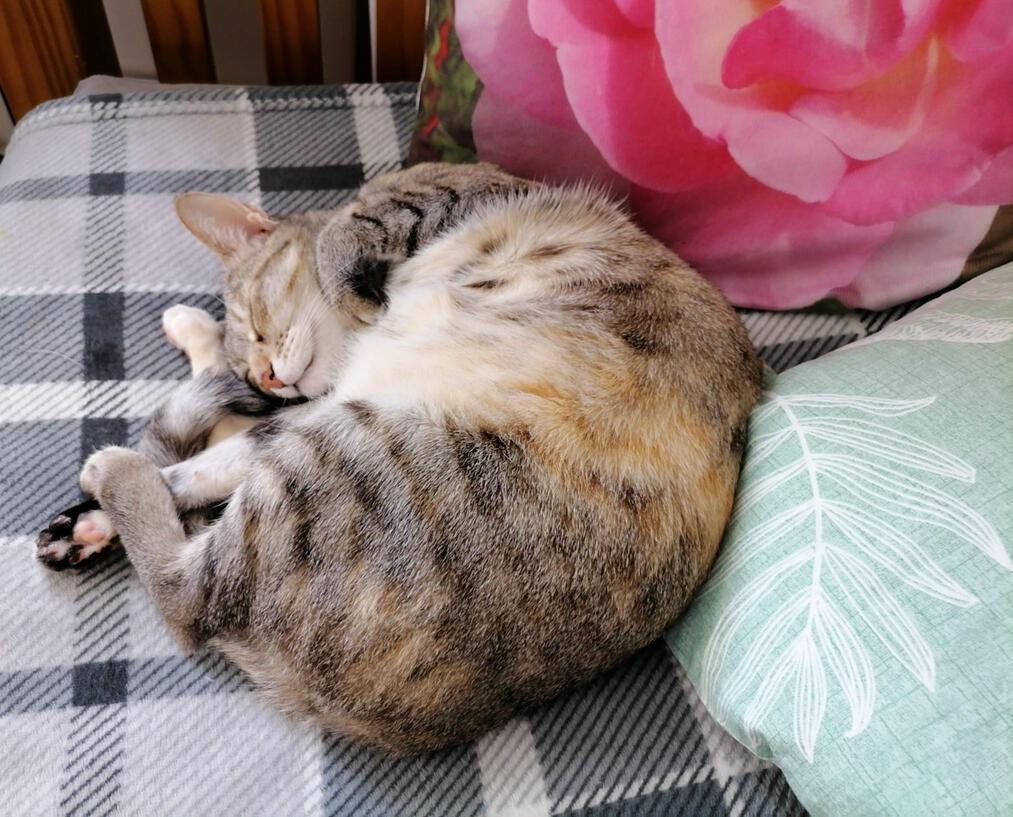 my cat Paru sleeping on her favourite blanket