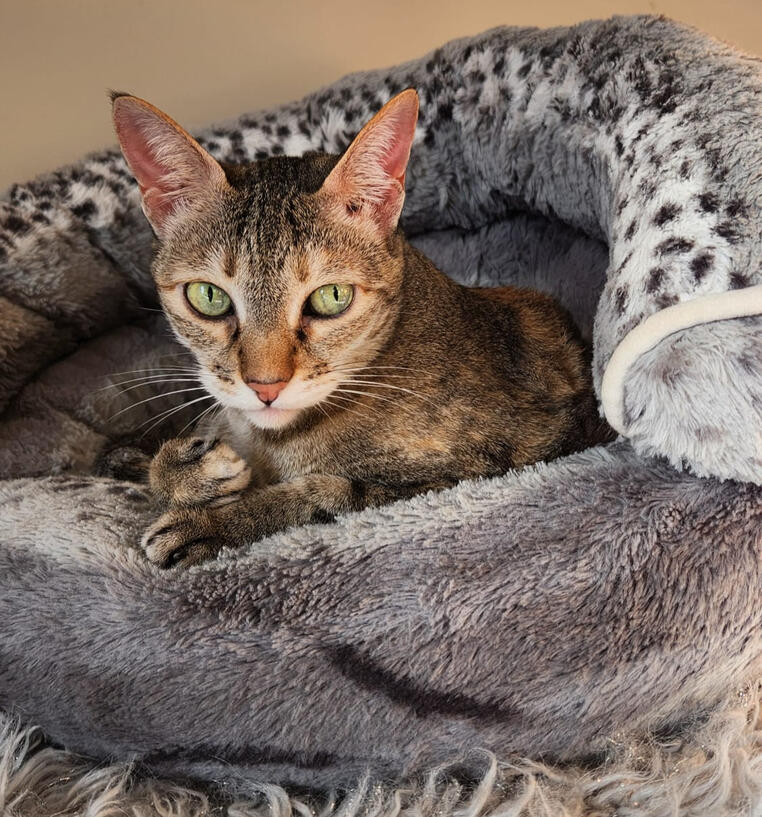 my cat Paru in her sleeping bed
