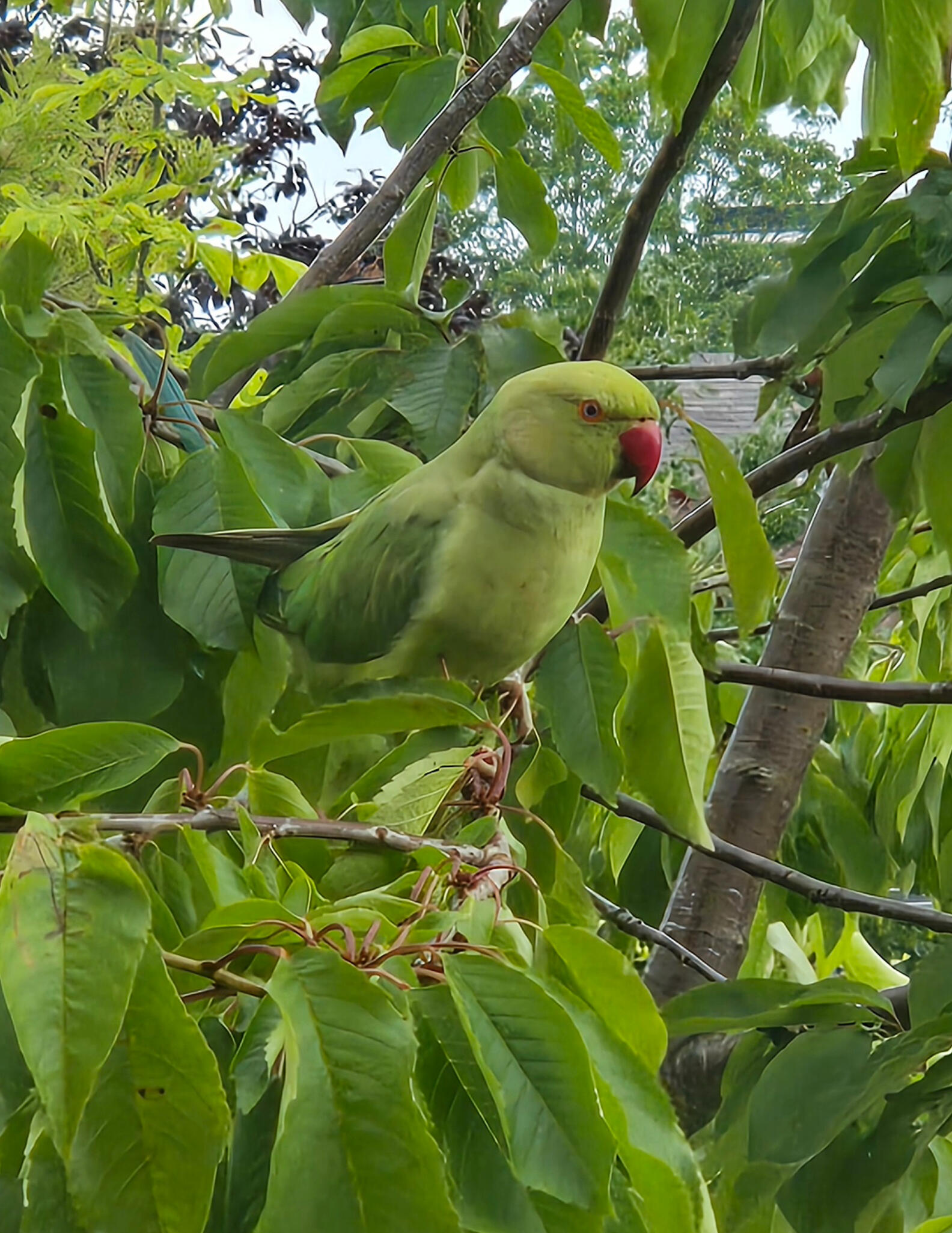 last parakeet she saw from the window sill June 2025-one of her last quiet moments