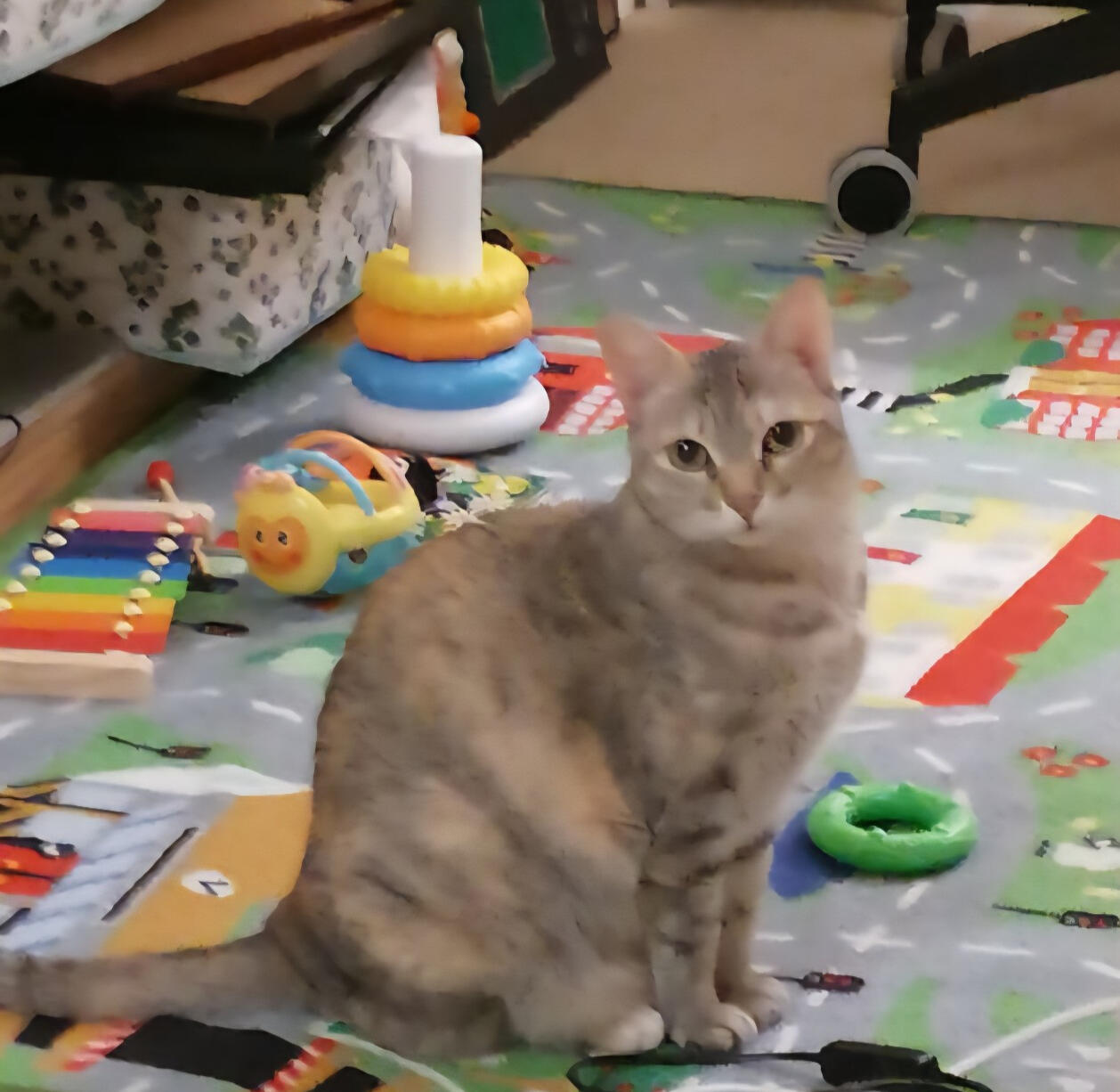 Paru at home🧡Curious, gentle, mischievous, and deeply loved🧡 The cat who inspired this journey, these memories, and many of the paintings on this website🧡